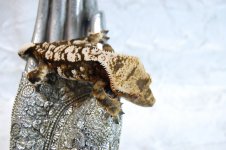 DSC_0192.jpg