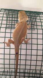Orange Wits Male.jpg