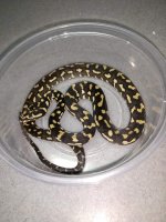 rps20180823_210310.jpg