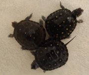 9-20-18 Spotted Turtles.jpg