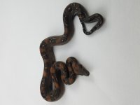 20180809_095528.jpg