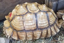 21.5 inch female side.jpg