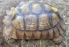 20 inch female left side.jpg