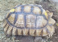 20 inch female right side.jpg
