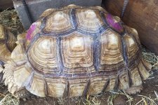 19 inch female side.jpg