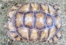20 inch male top.jpg