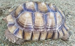 20 inch male left side.jpg