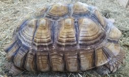 20 inch male right side.jpg