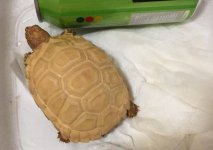 Holdback Albino.jpg