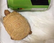 Holdback Albino 2.jpg
