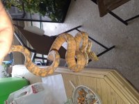 Screenshot_2018-07-09 Orange phase Amazon tree boa.jpg