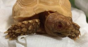 Holdback Albino head.jpg