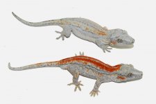 graffin orange pair.jpg