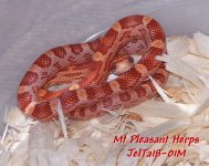 JelTa18-01M 1a Ultramel Hypo Strawberry Tequila Sunrise Corn Snake.jpg