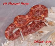 JelTa18-01M 1c Ultramel Hypo Strawberry Tequila Sunrise Corn Snake.jpg