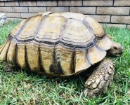 bsulcata1.jpg