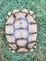 bsulcata6.jpg