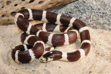 California Kingsnake.jpg