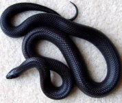 Mexican Black Kingsnake.jpg