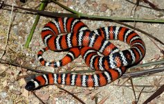Mountain Kingsnake.jpg