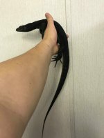 balck dragon 2.jpg