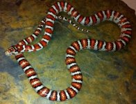 San Luis Potosi Kingsnake.jpg