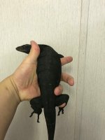 black dragon.jpg