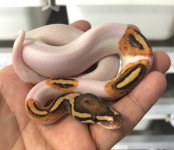 pied.jpg