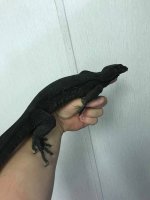 black dragon male 3.jpg