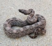 thumbnail (3).jpg