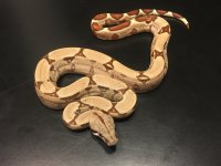 Hypo Jungle Female.jpg