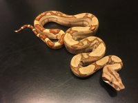 Hypo Jungle Male.jpg