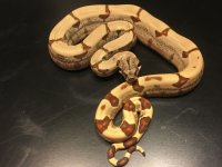 Hypo Jungle2 Male.jpg