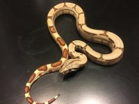 Hypo Jungle3 Male.jpg