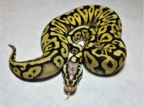 SH Spotnose Pastave.jpg