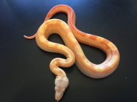 Albino Jungle Motley Male.jpg