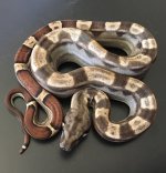 Motley Jungle2 Male.jpg