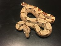 Hypo Male.jpg