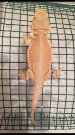 leather hypo wits.jpg