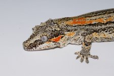 DSC_1176.jpg