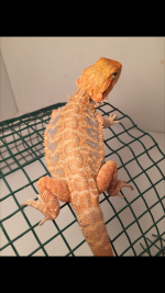 leather male orange.png