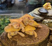 albino slider.jpg