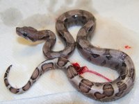 Translucent Boa 2.jpg