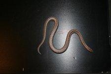 IMG_9726.jpg