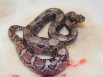 Translucent Boa 10.jpg
