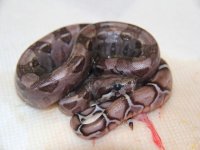 Translucent Boa 11.jpg