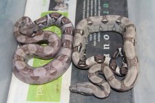 Type 1 Anery and Translucent side by side..jpg