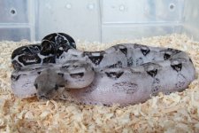 Translucent Boa.jpg