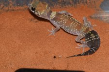 DSC_0758.jpg