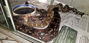 Type 1 Anery Aztec breeding Translucent..jpg